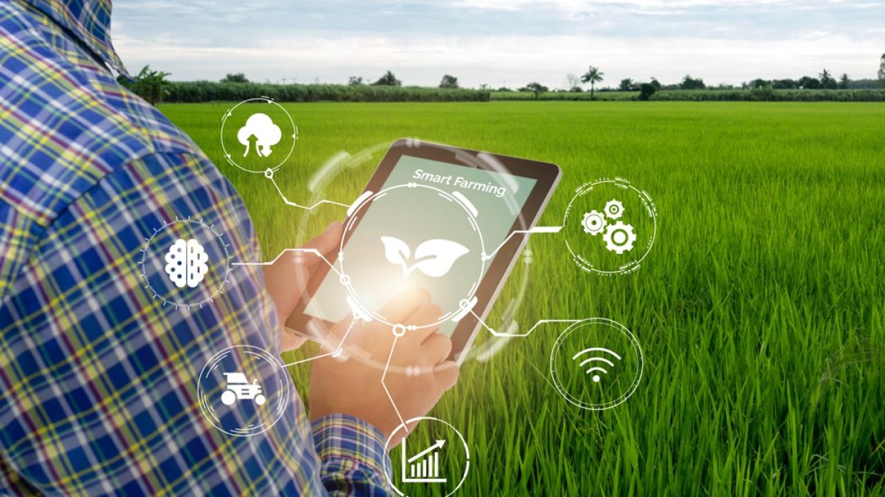 Farmer holding a tablet