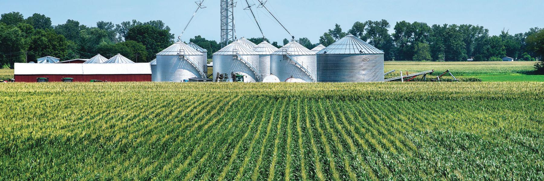 agriculture field